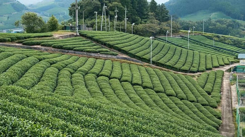 Cultivo de tés en la provincia de Zhejiang, China